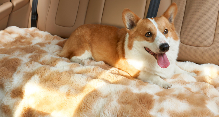 How to Keep Your Dog Comfortable During Holiday Gatherings