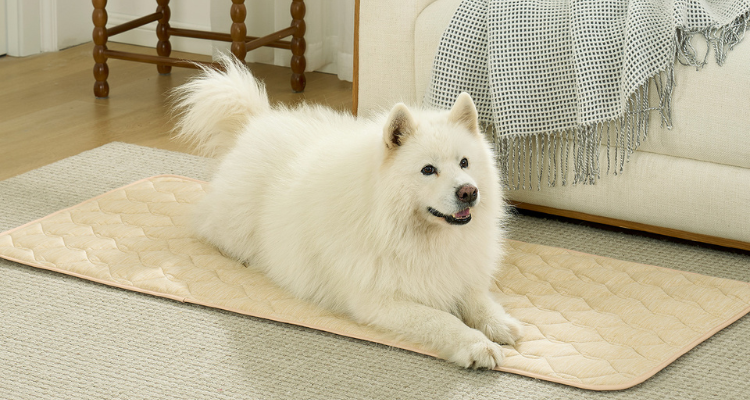 How to Choose the Right Pet Mat for Your Dog or Cat