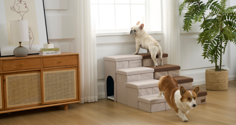 How to Train Your Dog to Use Stairs: A Complete Guide for Pet Owners