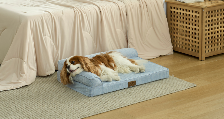 Why Does My Dog Keep Changing Sleeping Spots?