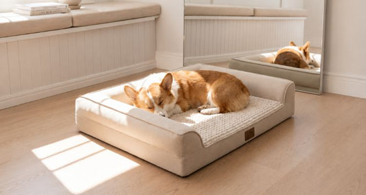 Best Orthopedic Dog Beds: Better Rest for Senior Dogs