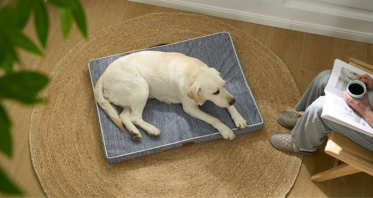 What Is the Best Dog Bed for Summer?