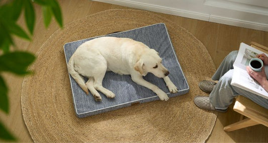 What Is the Best Dog Bed for Summer?
