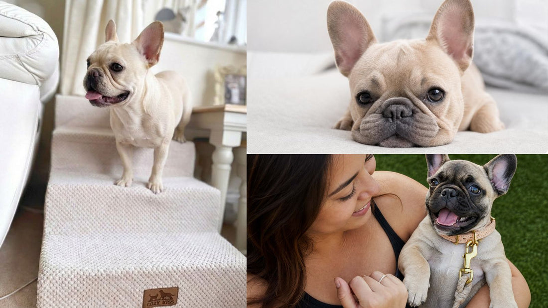 When Should You Consider Pet Stairs for Your Dog?