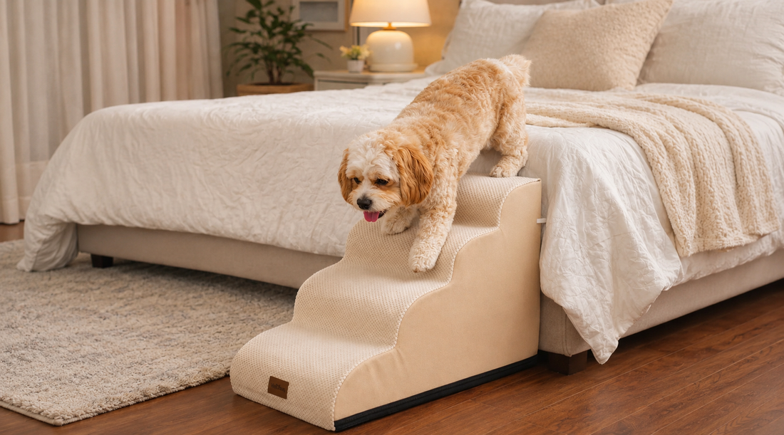 How to Help Your Dog Learn to Use Pet Stairs Safely