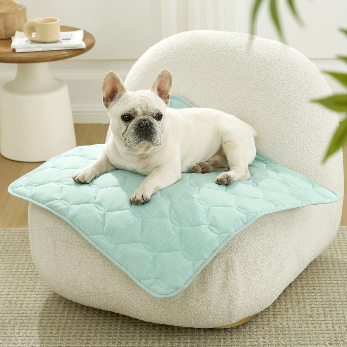 Dog lying on Cozy Kiss green pet mat on sofa.