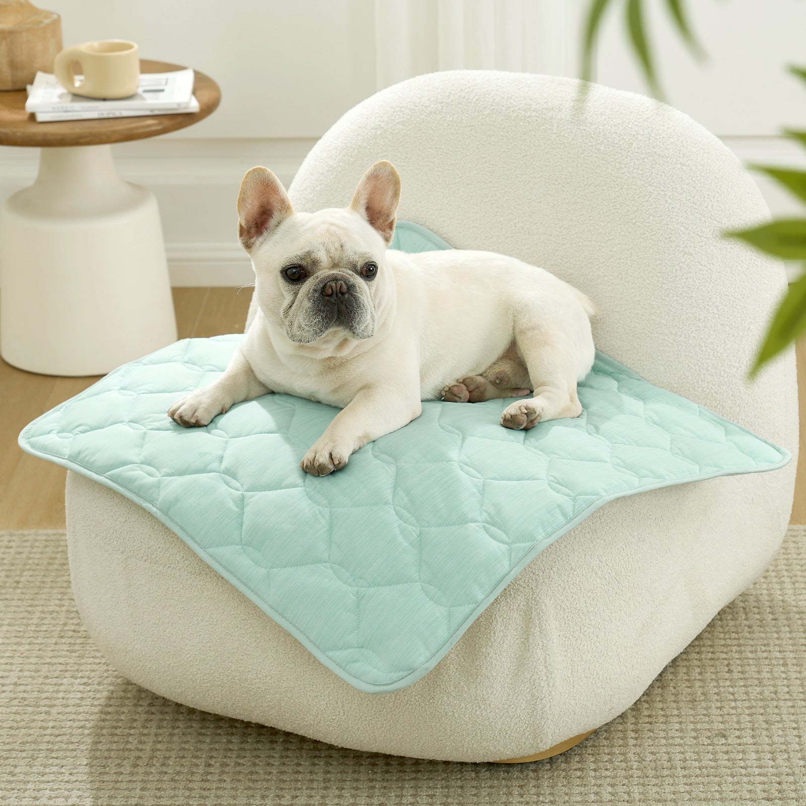 Dog lying on a green pet mat on sofa.#Color_Sage Green