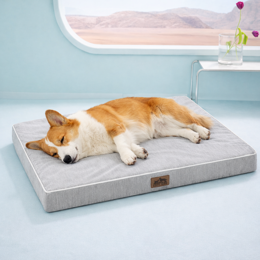 Dog sleeping on a gray cooling pet bed in a light blue room with a window in the background.#color_Grey